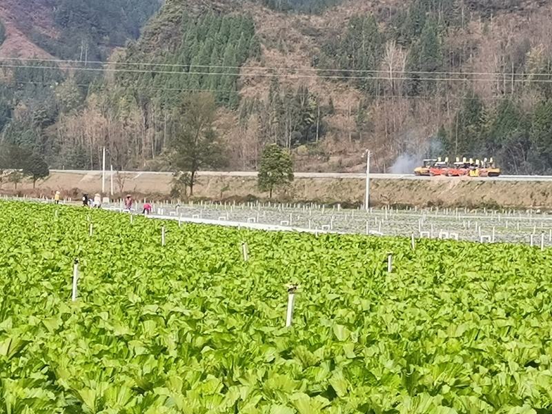 包心芥菜基地自产自销，可以实地考察