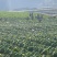 包心芥菜基地自产自销，可以实地考察