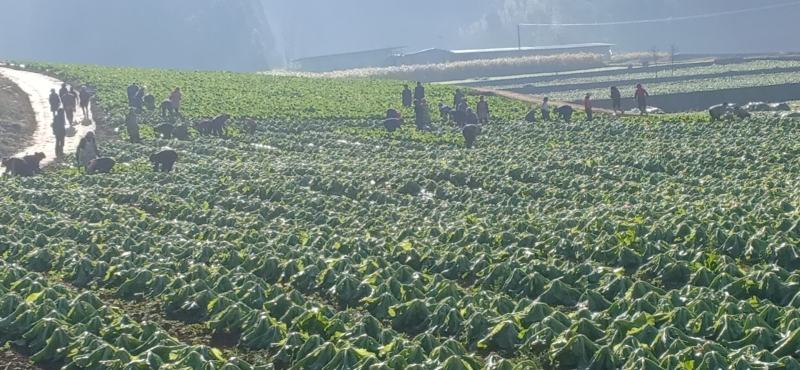包心芥菜基地自产自销，可以实地考察