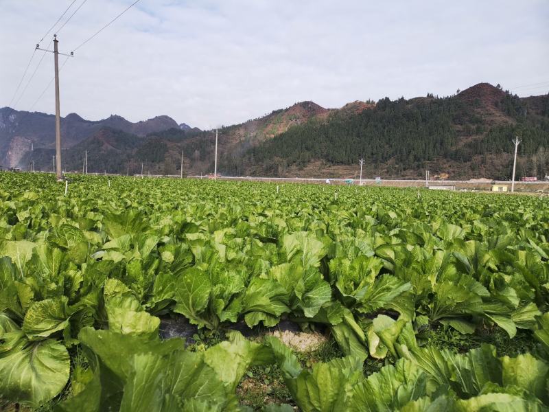 包心芥菜基地自产自销，可以实地考察