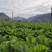 包心芥菜基地自产自销，可以实地考察