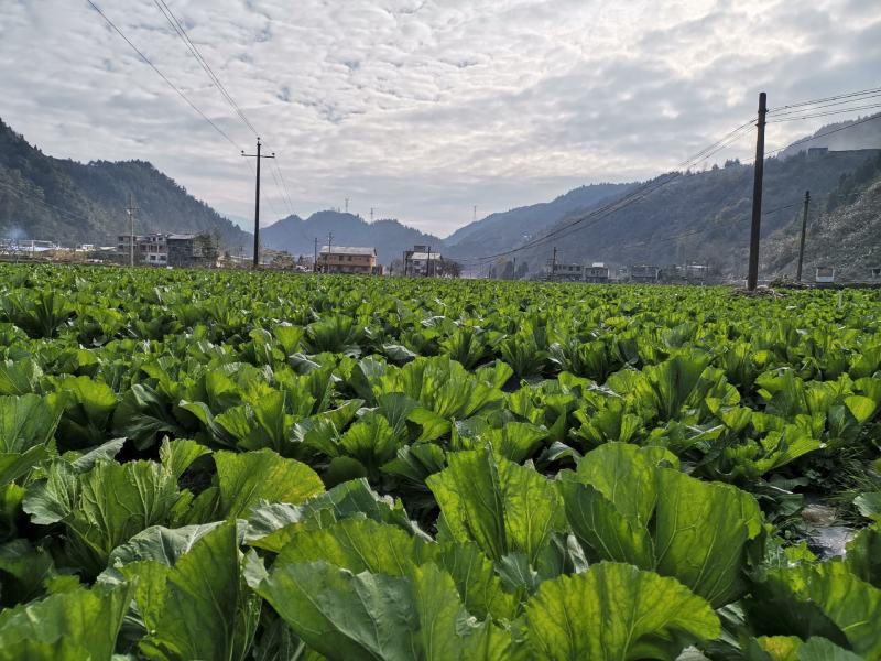 包心芥菜基地自产自销，可以实地考察