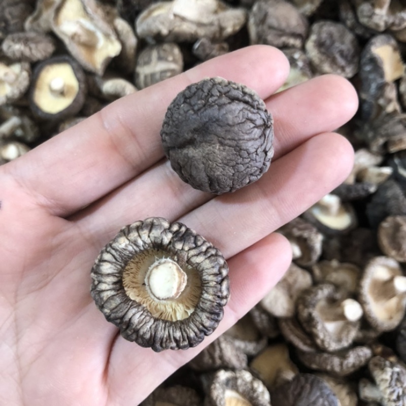 面菇新货上市小香菇干香菇肉质厚味浓香种植产地一手货源批发
