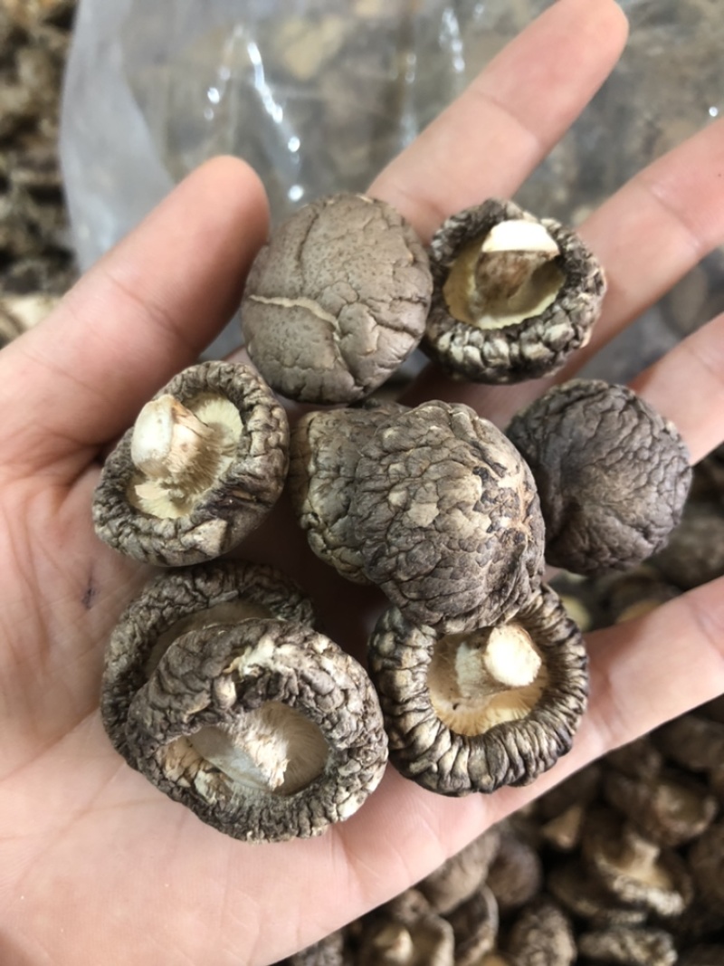 面菇新货上市小香菇干香菇肉质厚味浓香种植产地一手货源批发
