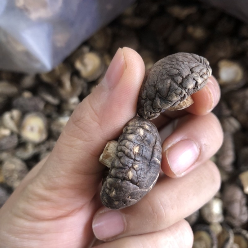 面菇新货上市小香菇干香菇肉质厚味浓香种植产地一手货源批发