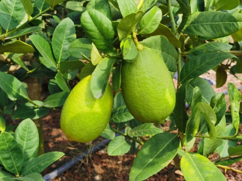 海南台湾香水柠檬无籽薄皮多汁坡地种植香味浓郁现摘现发