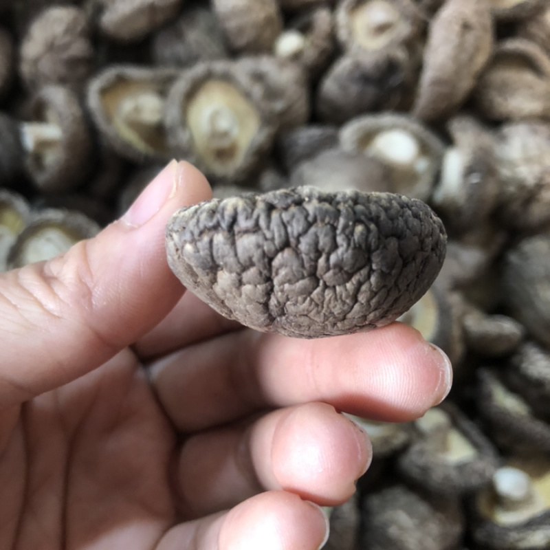 面菇新货上市小香菇干香菇肉质厚味浓香种植产地一手货源批发