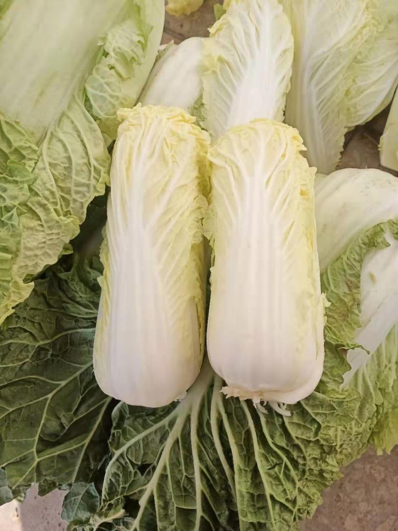内黄县娃娃菜，诚信经营、货源充足，一手货源