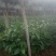 肉桂树苗，一年苗，二年苗，大树带泥球园林绿化，征地复绿