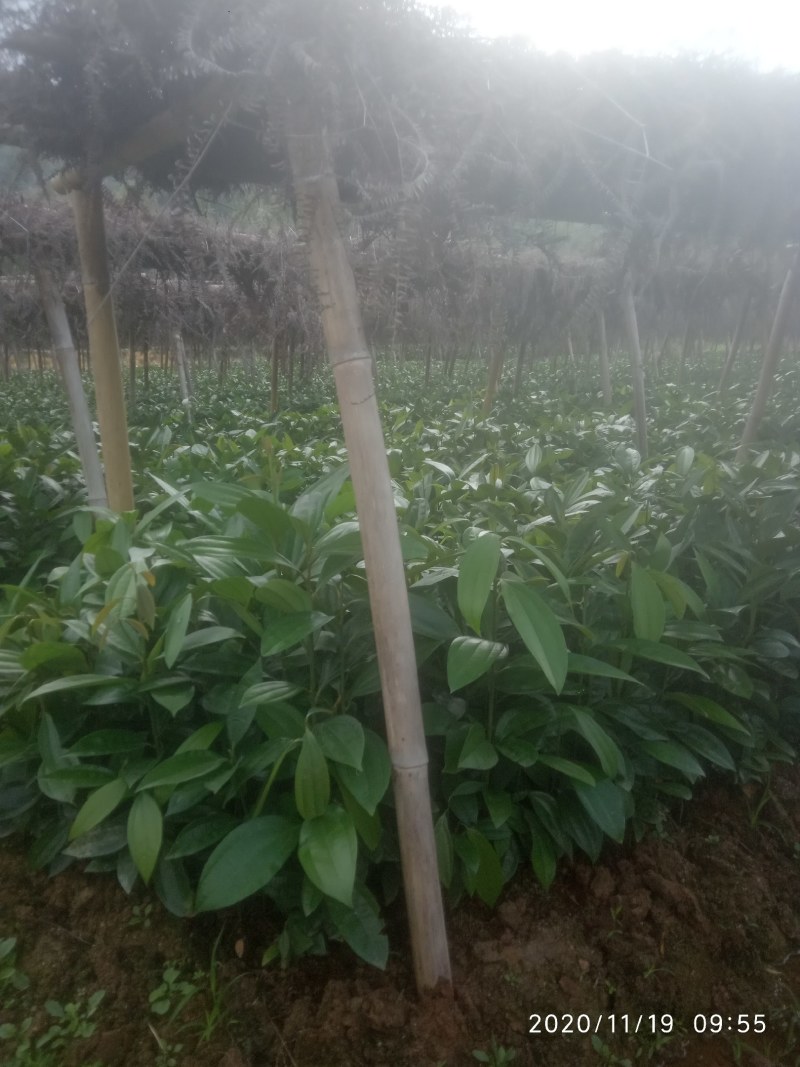 肉桂树苗，一年苗，二年苗，大树带泥球园林绿化，征地复绿