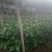 肉桂树苗，一年苗，二年苗，大树带泥球园林绿化，征地复绿