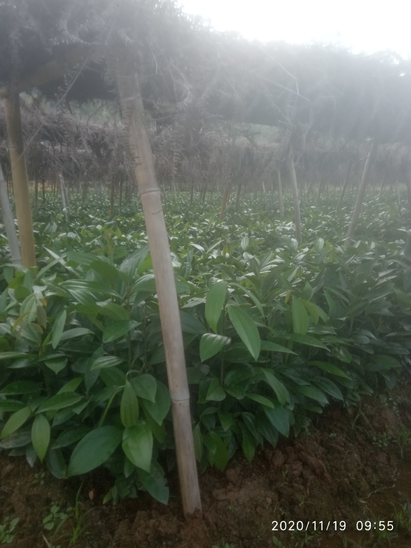 肉桂树苗，一年苗，二年苗，大树带泥球园林绿化，征地复绿