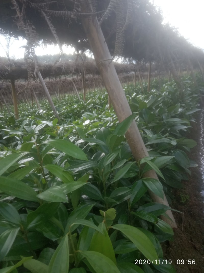 肉桂树苗，一年苗，二年苗，大树带泥球园林绿化，征地复绿