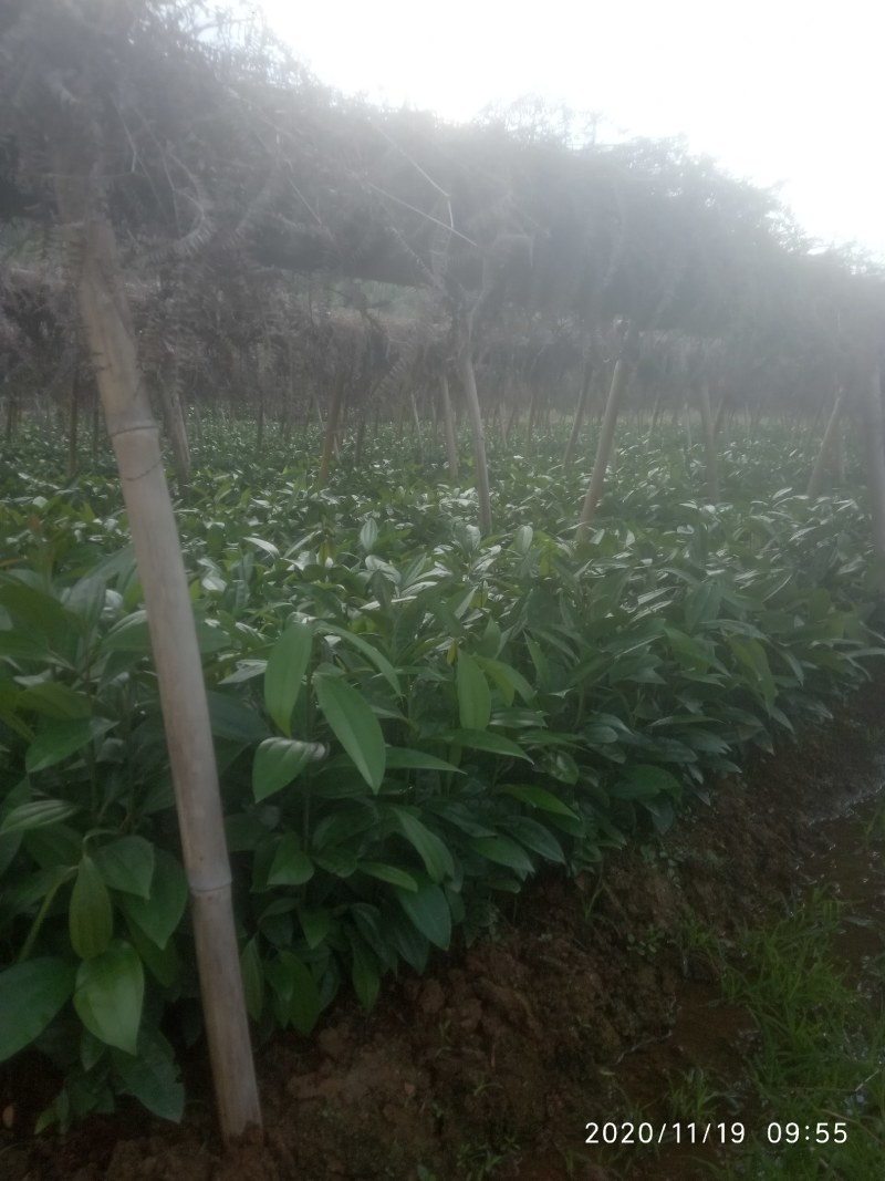 肉桂树苗，一年苗，二年苗，大树带泥球园林绿化，征地复绿