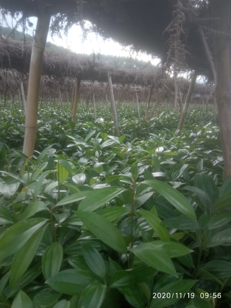 肉桂树苗，一年苗，二年苗，大树带泥球园林绿化，征地复绿