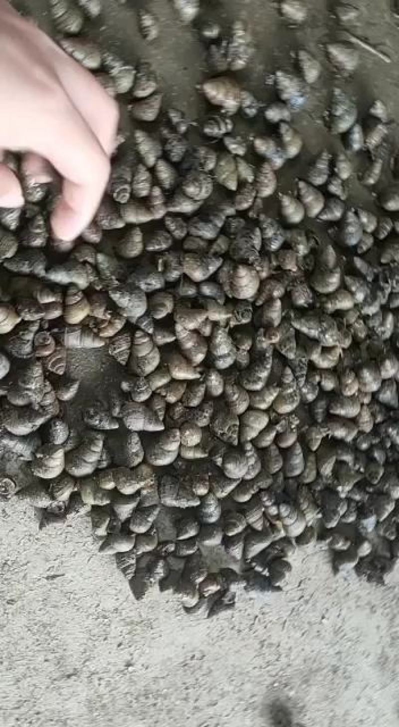 洪湖清水薄壳螺贝壳类食用螺蛳长期供应厚壳田螺