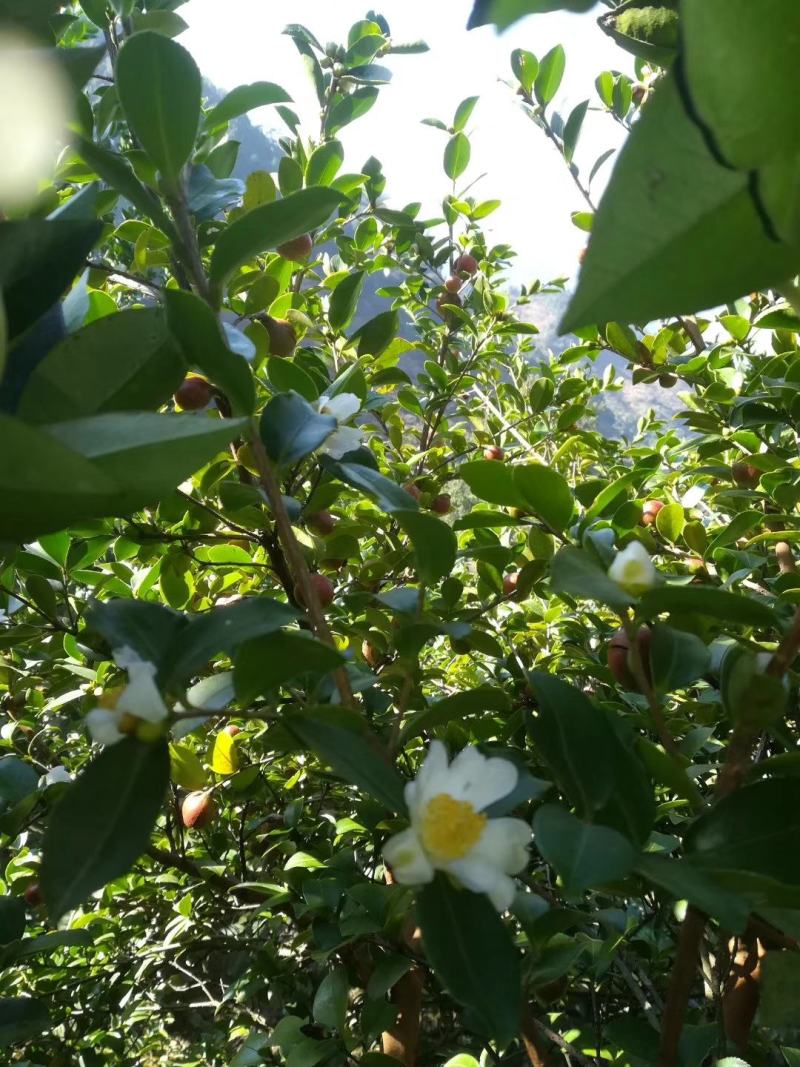 自家醇正香浓的山茶油