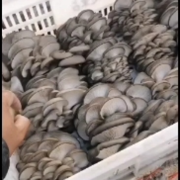 蘑菇出售中全国发货，批发价格