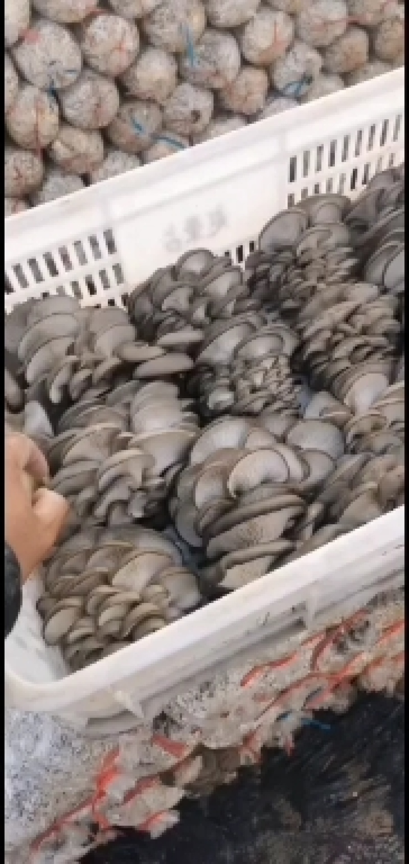 蘑菇出售中全国发货，批发价格
