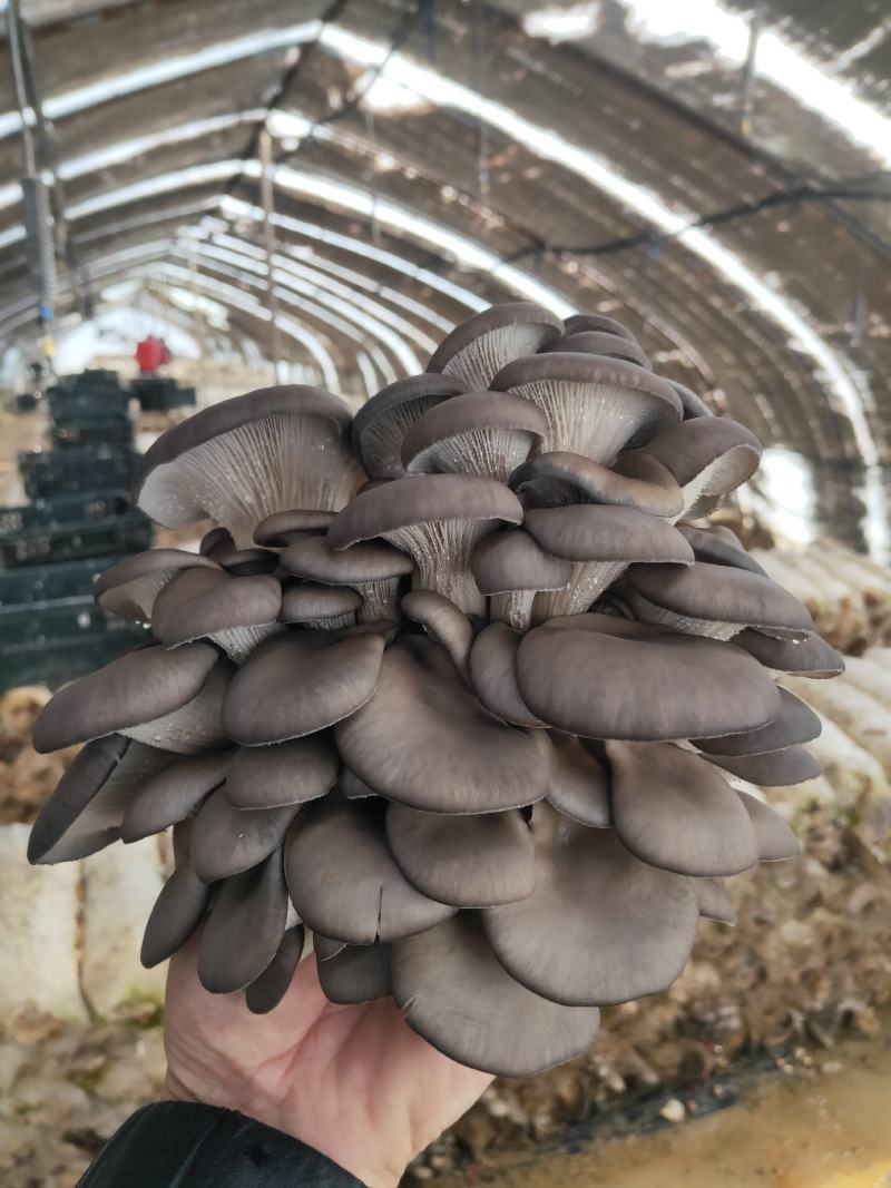 蘑菇出售中全国发货，批发价格