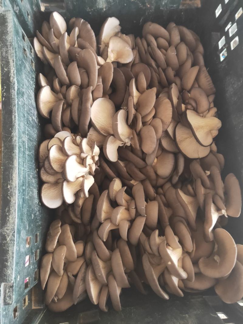 蘑菇出售中全国发货，批发价格
