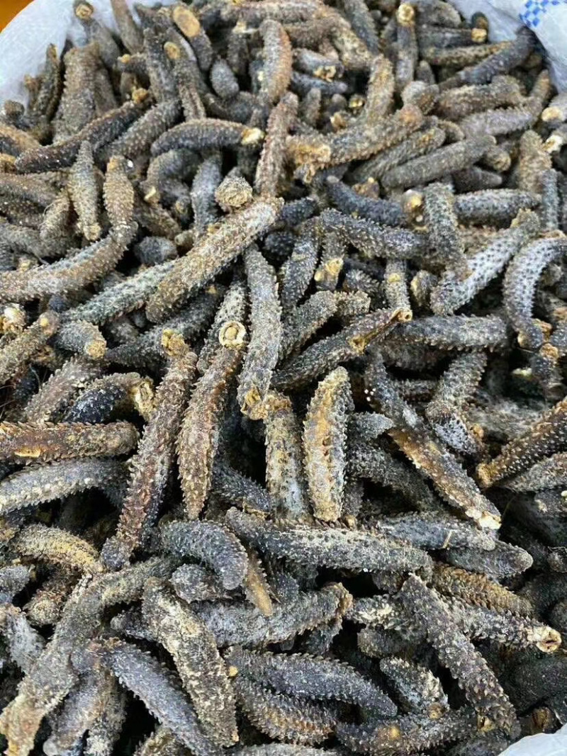 足干刺秃参小刺参无烂水发精品（货源稳定）