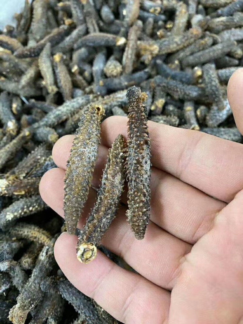 足干刺秃参小刺参无烂水发精品（货源稳定）