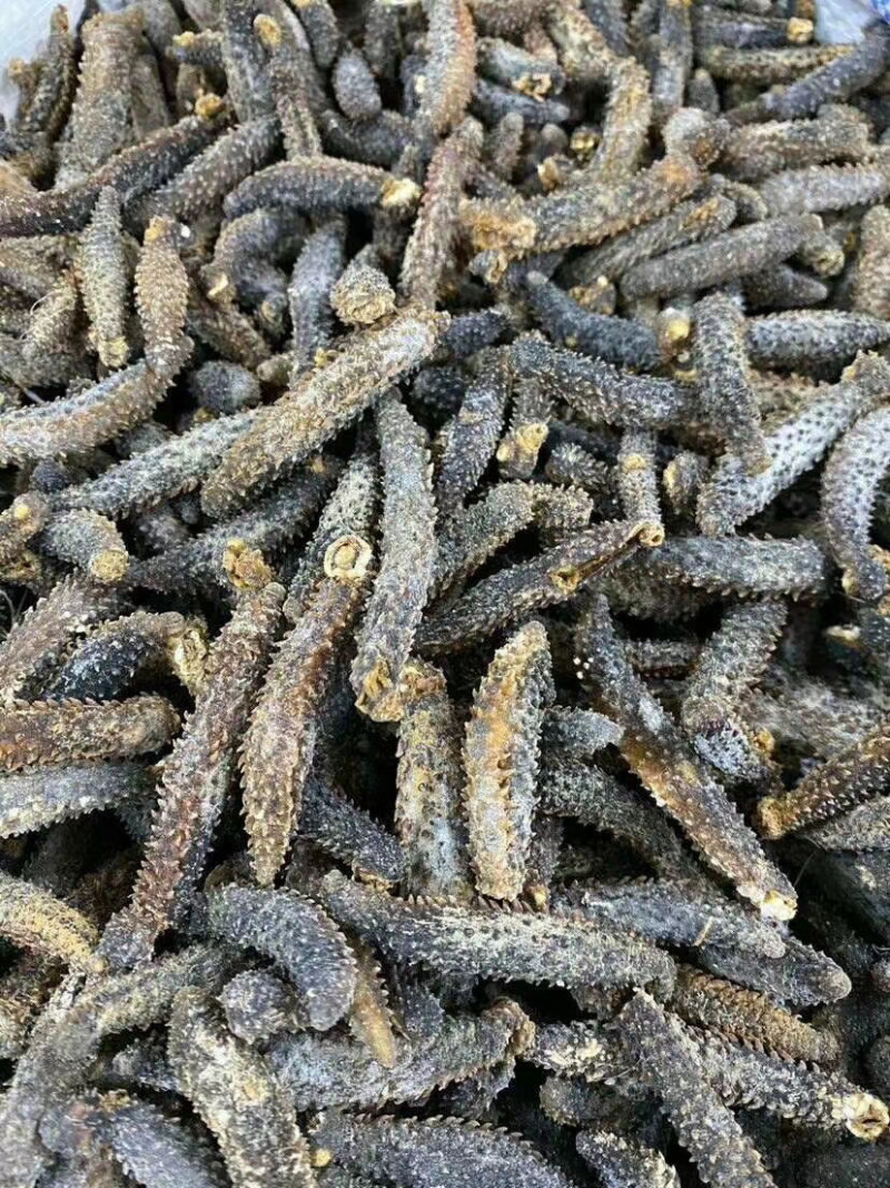 足干刺秃参小刺参无烂水发精品（货源稳定）