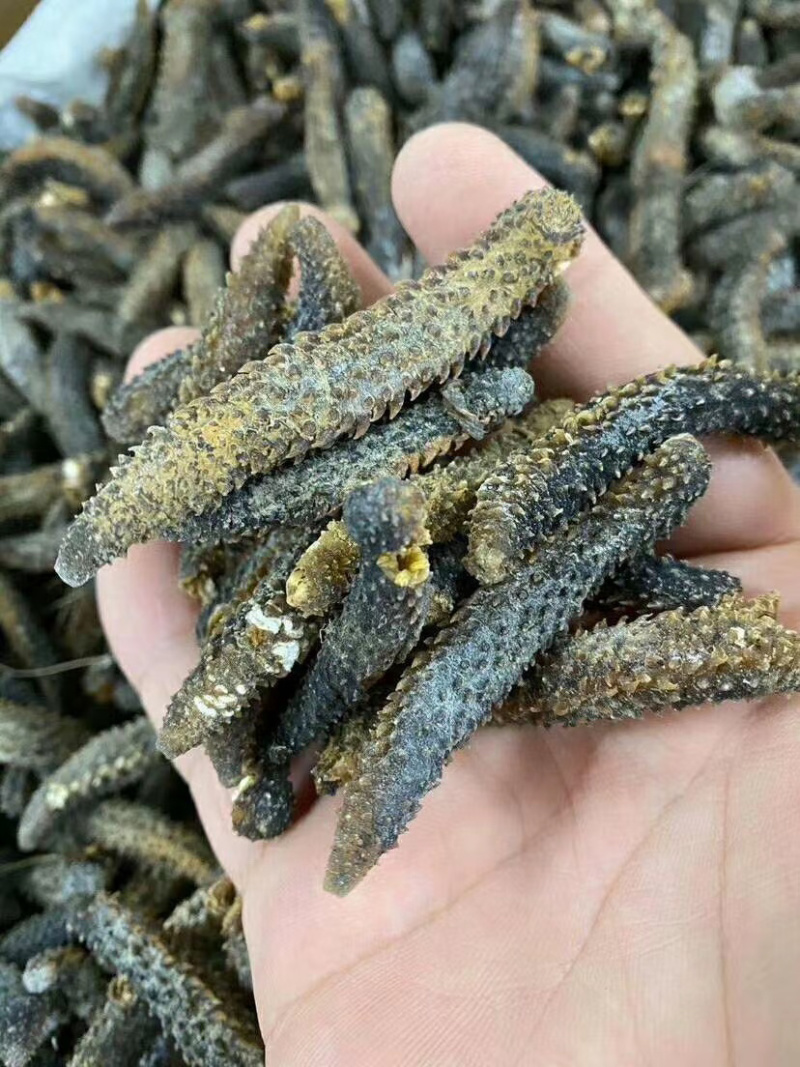 足干刺秃参小刺参无烂水发精品（货源稳定）