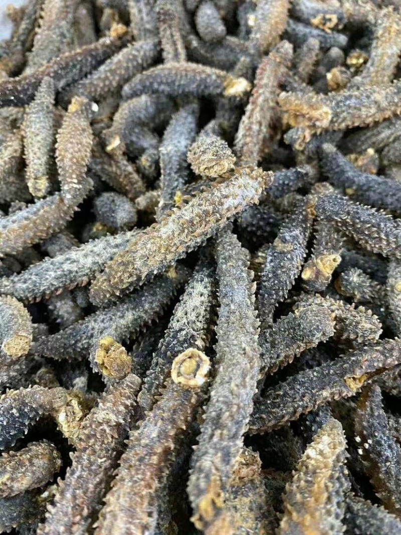 足干刺秃参小刺参无烂水发精品（货源稳定）