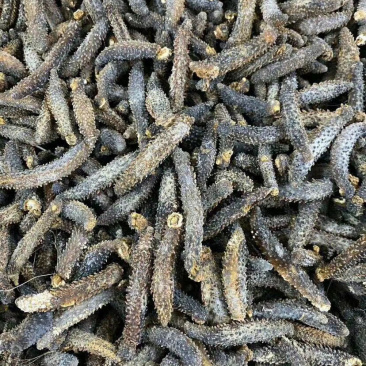 足干刺秃参小刺参无烂水发精品（货源稳定）