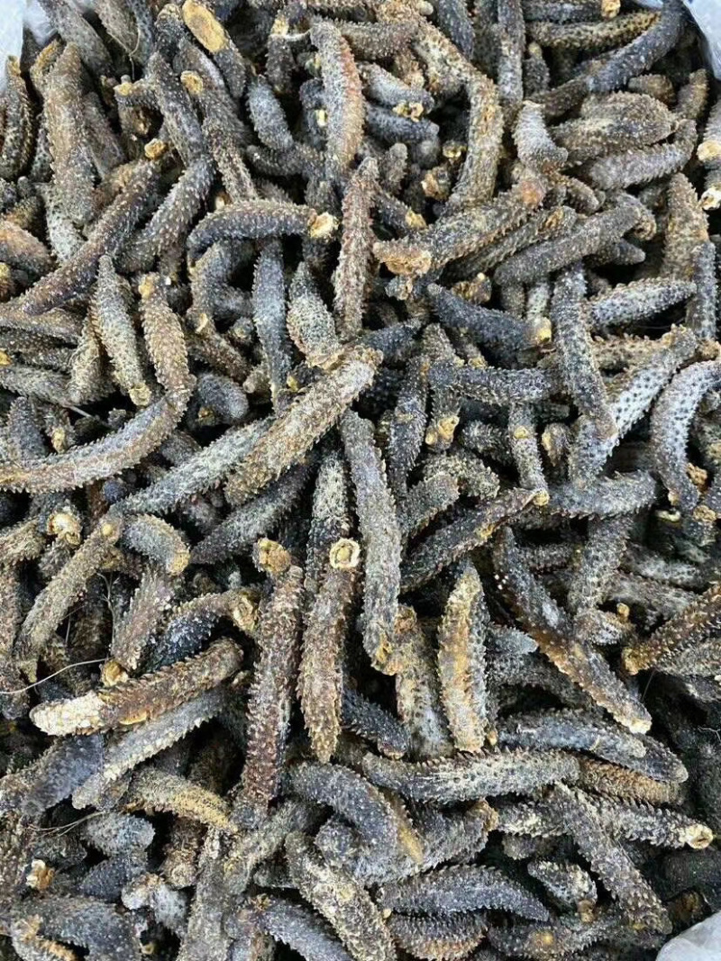足干刺秃参小刺参无烂水发精品（货源稳定）