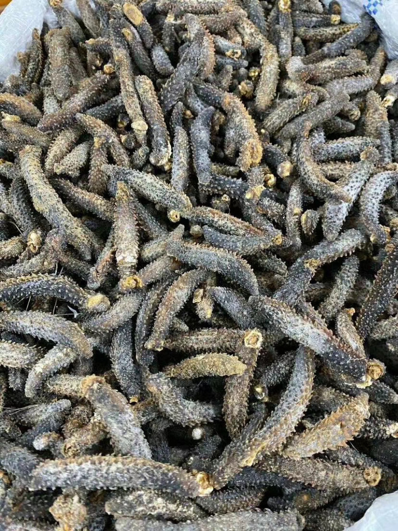 足干刺秃参小刺参无烂水发精品（货源稳定）