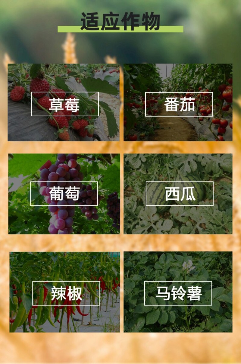 德国拜耳露娜森氟吡菌酰胺肟菌酯白粉病斑点病农药广谱杀菌剂