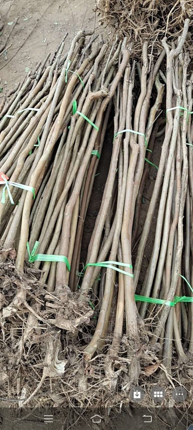 紫薇拆迁占地苗2-10公分庭院绿化树苗可视频看货！