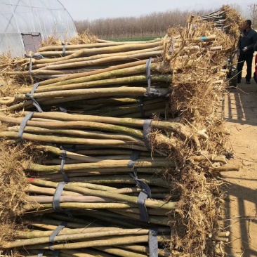 紫薇拆迁占地苗2-10公分庭院绿化树苗可视频看货！
