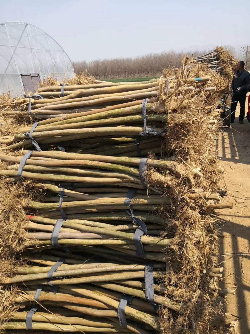 紫薇拆迁占地苗2-10公分庭院绿化树苗可视频看货！