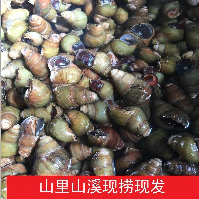 洪湖鱼米之乡产地直发清水薄壳淡水螺蛳养殖食用中华田园石螺