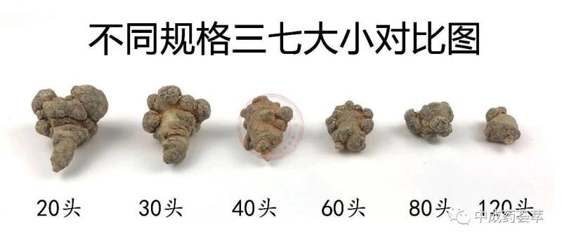 云南文山三七，全干老货可代加工打粉