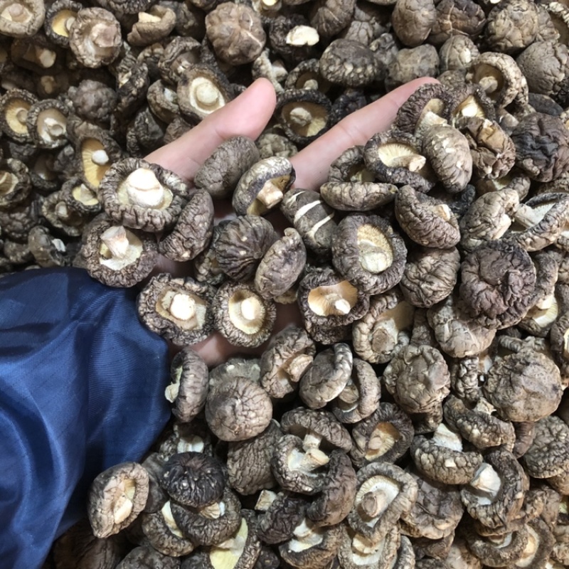 面菇新货上市小香菇干香菇肉质厚味浓香种植产地一手货源批发