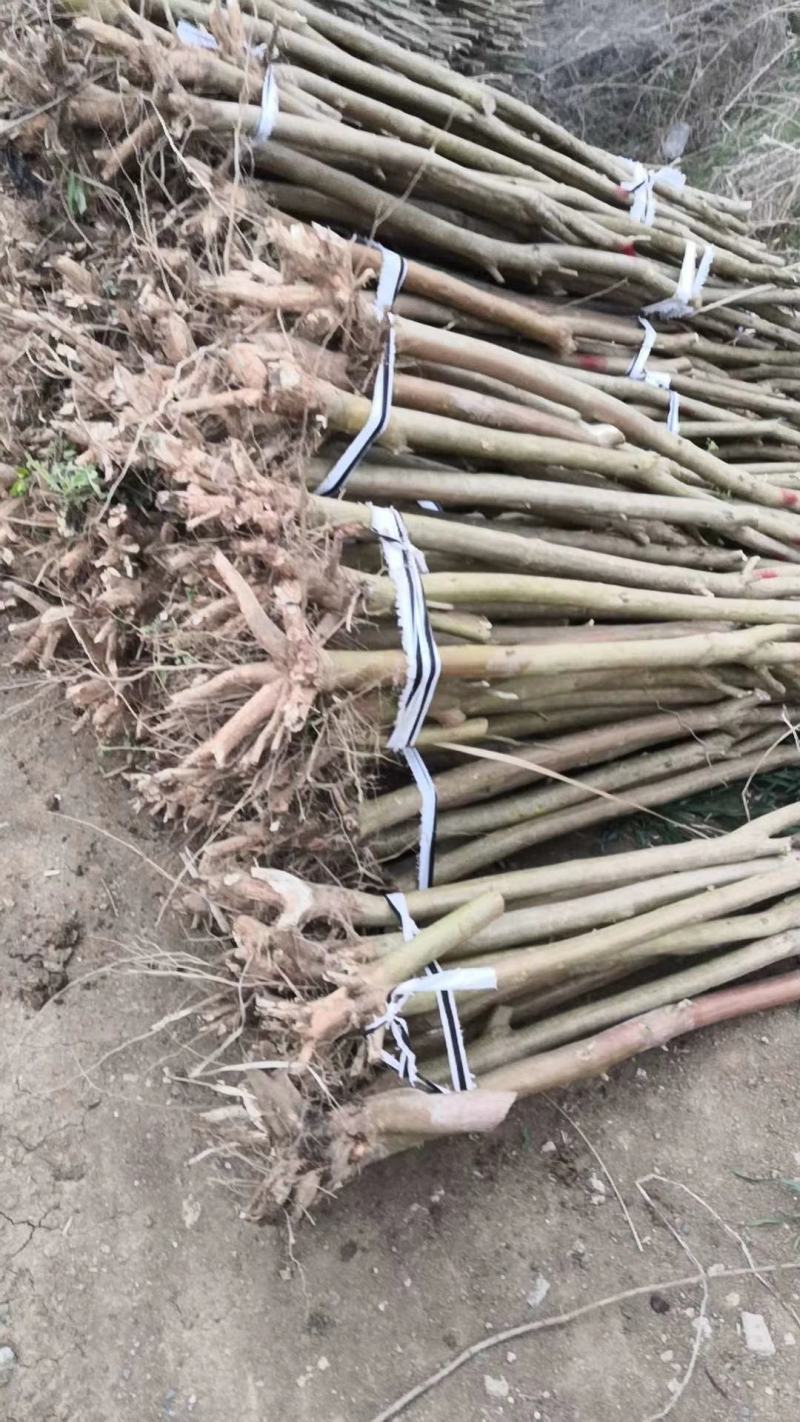 紫薇拆迁占地苗2-10公分庭院绿化树苗可视频看货！