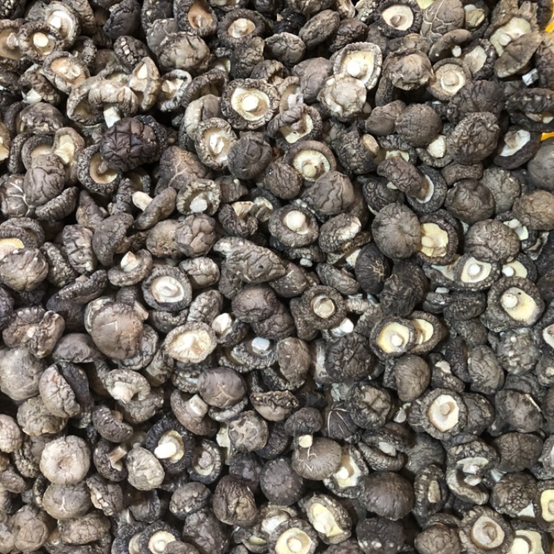 面菇新货上市小香菇干香菇肉质厚味浓香种植产地一手货源批发