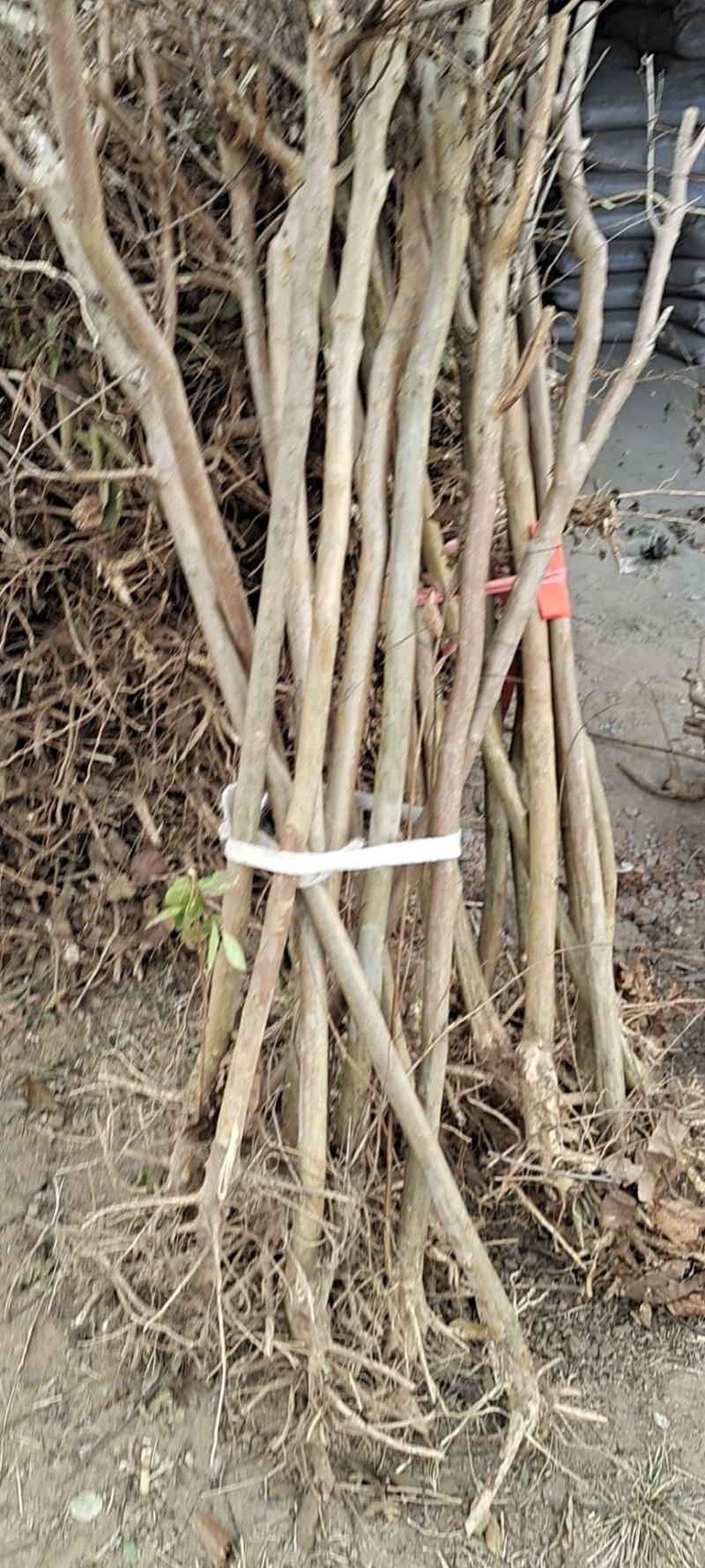 紫薇苗拆迁占地苗2-10公分庭院绿化树苗可视频看货！