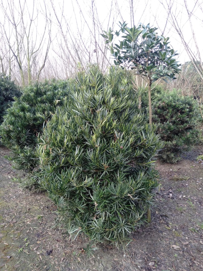 罗汉松球，1.5—1.8米罗汉松球，罗汉松基地