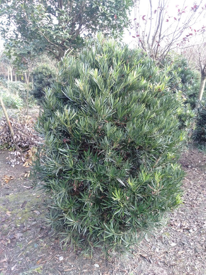 罗汉松球，1.5—1.8米罗汉松球，罗汉松基地