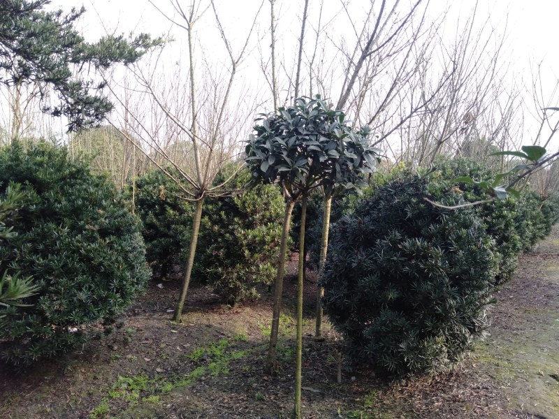 罗汉松球，1.5—1.8米罗汉松球，罗汉松基地