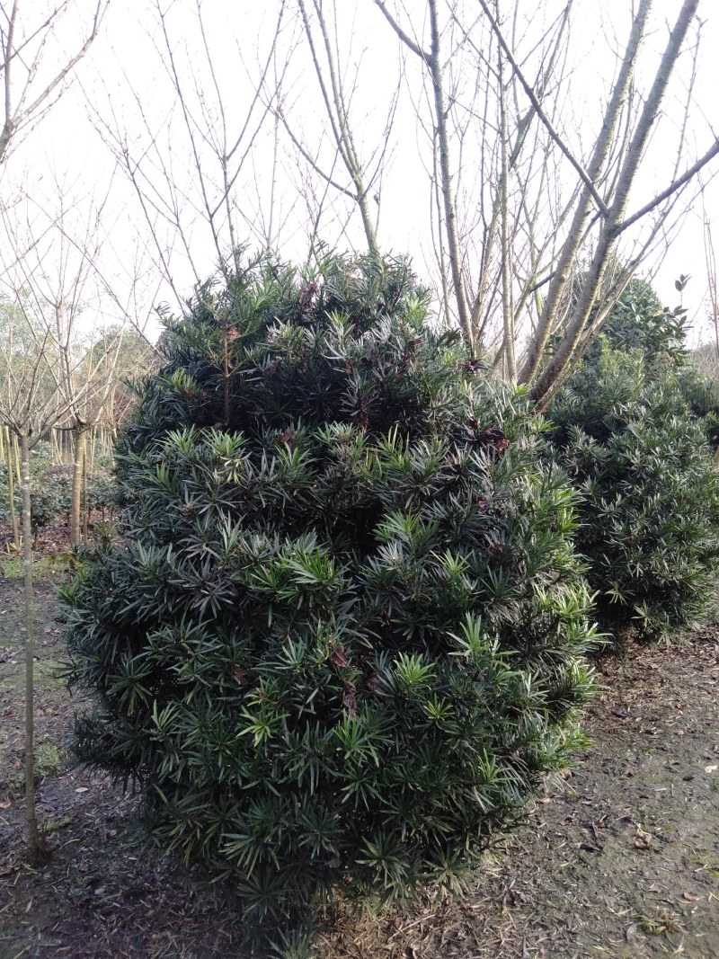 罗汉松球，1.5—1.8米罗汉松球，罗汉松基地