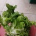 蔬菜/儿菜/根茎类/大小货