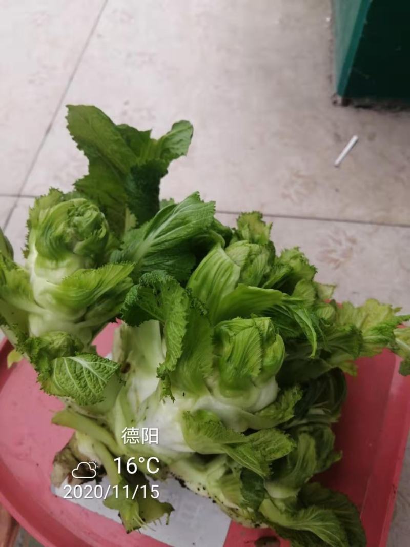 蔬菜/儿菜/根茎类/大小货