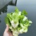 蔬菜/儿菜/根茎类/大小货